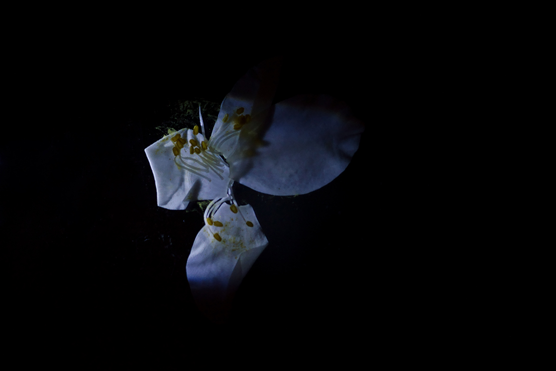 Blumen_1