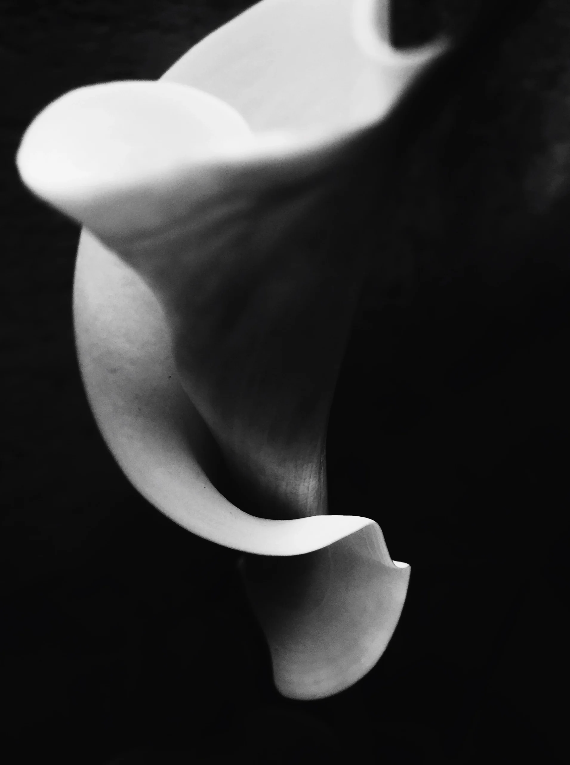 calla_1