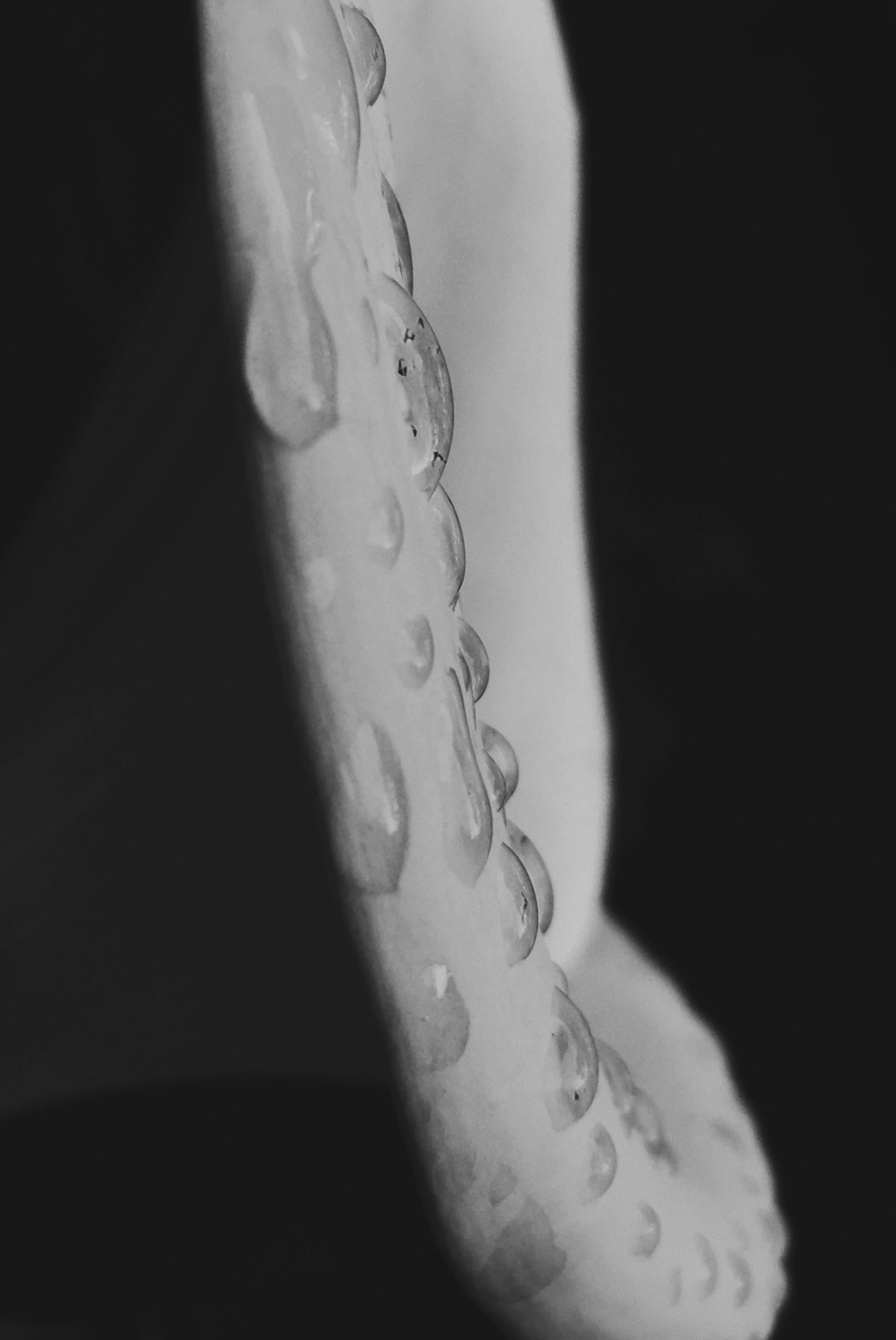 calla_2