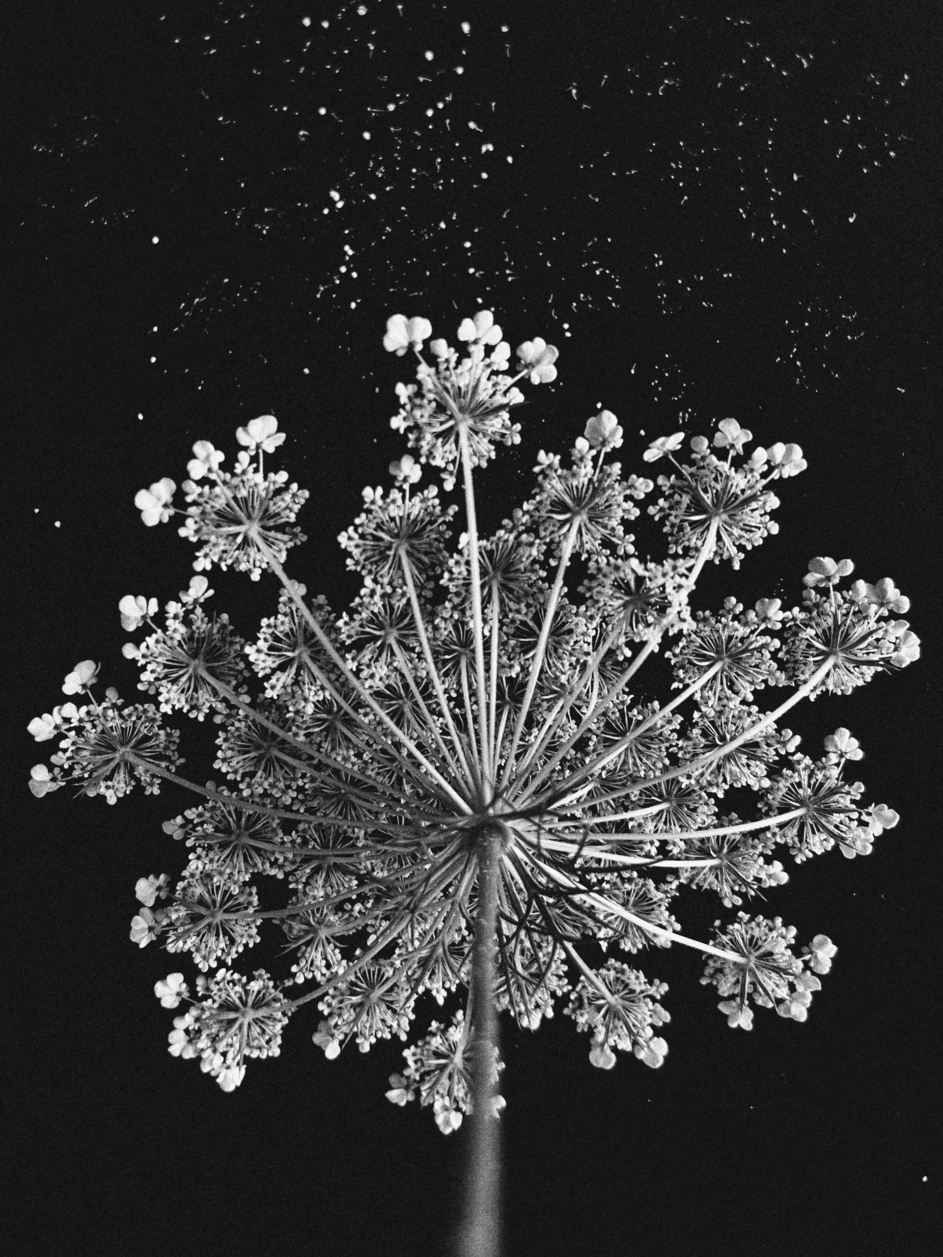 carota_selvatica