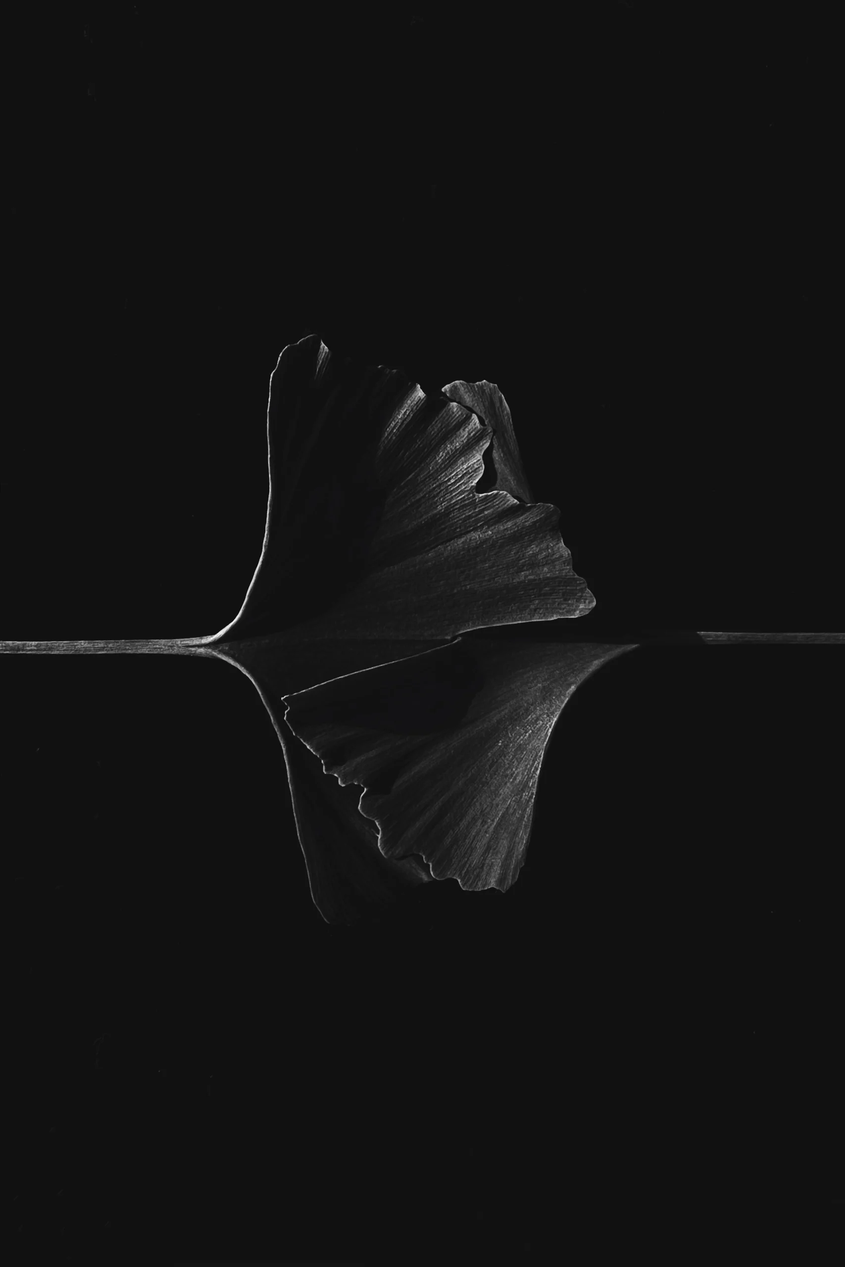 ginkgo