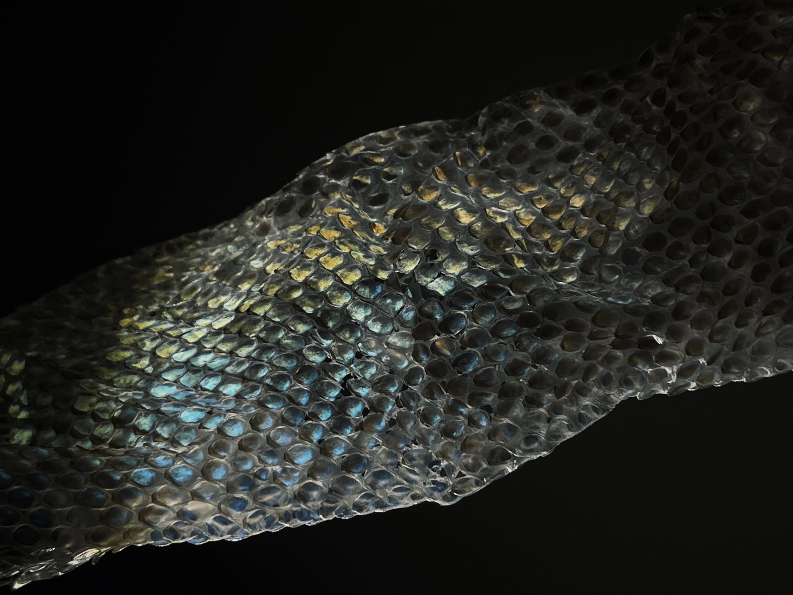 skin_snake